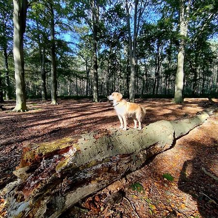 Sfeervol Chalet In Drenthe Bij Het Dwingelderveld Villa Spier ภายนอก รูปภาพ